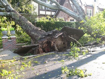 A fallen tree tears up the concrete after a recent storm in Florida