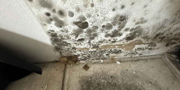 mold damage_ucs-1