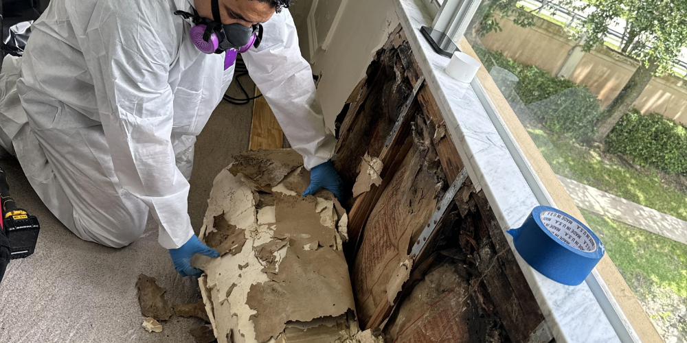 mold remediation