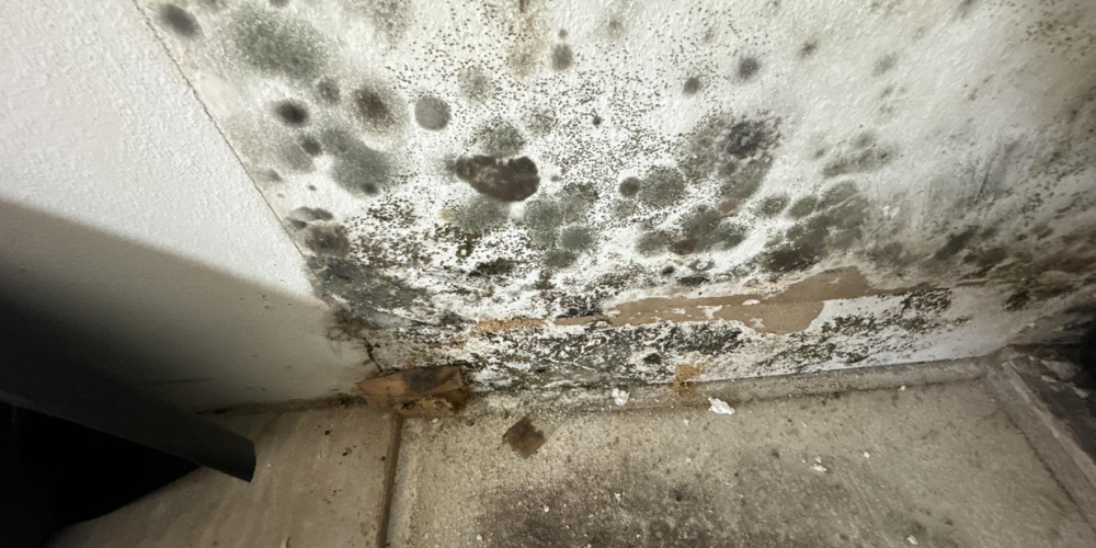 mold